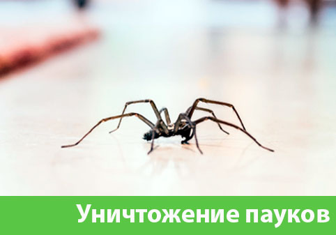 Избавиться от пауков в городе Чапаевск