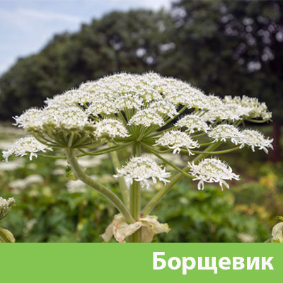 Борщевик в Чапаевске