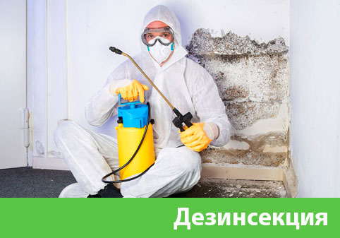 Дезинсекция в городе Чапаевск