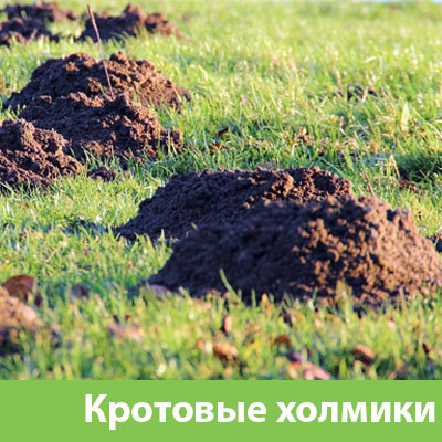 Кроты на участке в Чапаевске