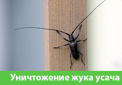Обработка от жука усача в городе Чапаевск