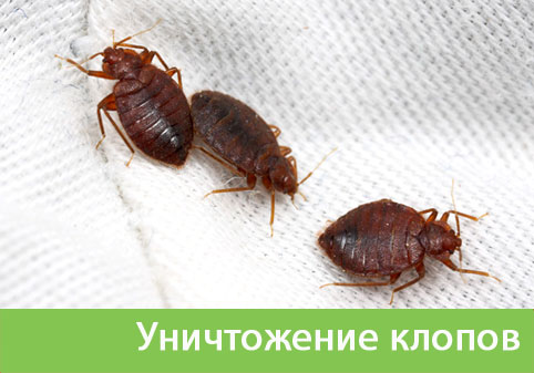 Уничтожение клопов в городе Чапаевск