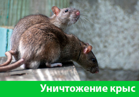 Уничтожение крыс в городе Чапаевск