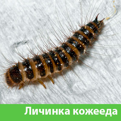 Личинка Кожееда в Чапаевске
