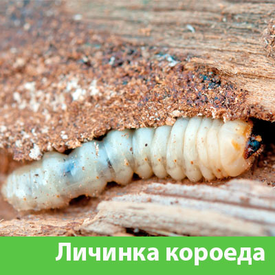 Уничтожение личинок короеда в Чапаевске