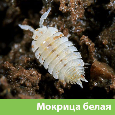 Мокрица в Чапаевске фото