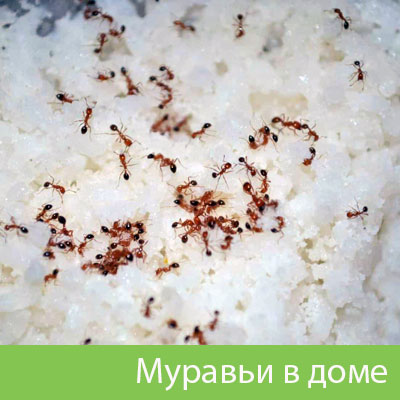 Муравьи в доме в Чапаевске