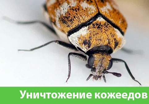 Обработка от кожееда в городе Чапаевск 