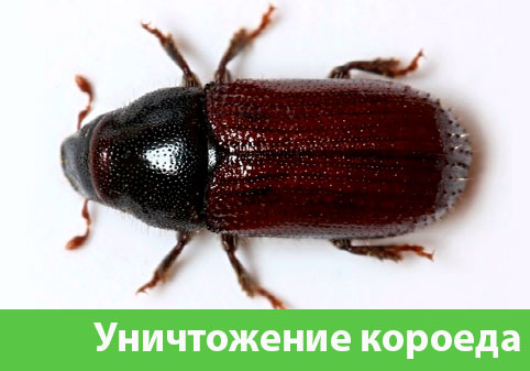 Обработка от древоточца в городе Чапаевск