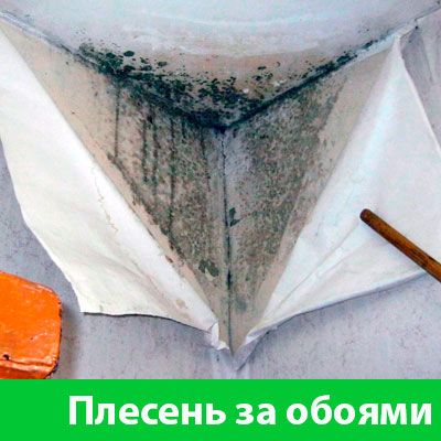 Удаление плесени в Чапаевске