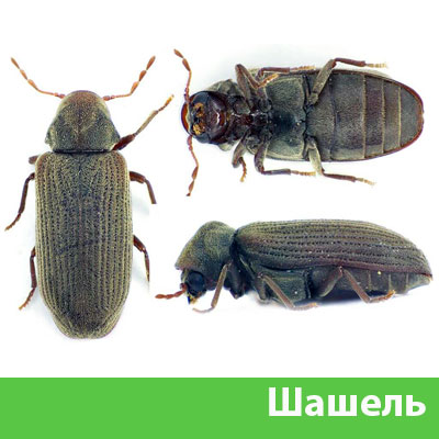 Обработка от шашеля в городе Чапаевск