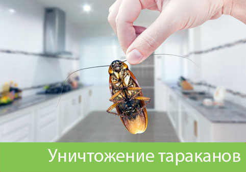 Уничтожение тараканов в городе Чапаевск