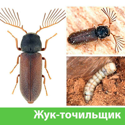 Уничтожение точильщика и личинок в Чапаевске