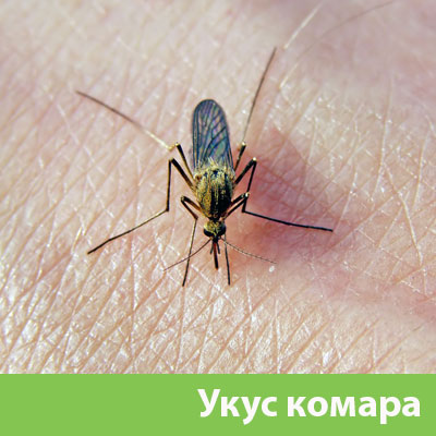 Укусы комаров в Чапаевске