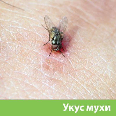Уничтожение мух в Чапаевске