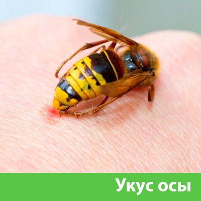 Профессиональное уничтожение ос и шершней в Чапаевске