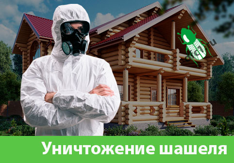 Уничтожение шашеля и личинок в Чапаевске