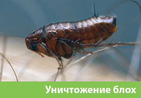 Уничтожение блох в городе Чапаевск