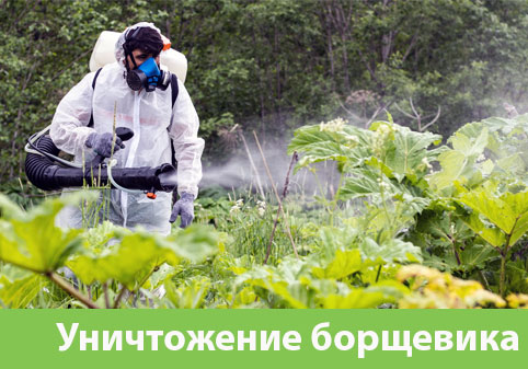 Уничтожение Борщевика в городе Чапаевск