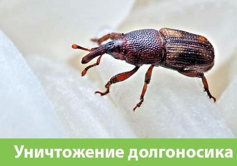 Уничтожение долгоносиков в городе Чапаевск
