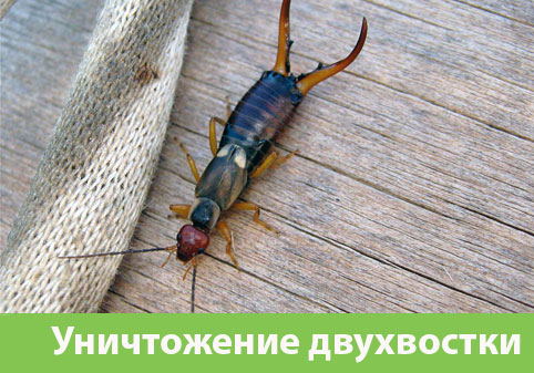 Уничтожение двухвостки в городе Чапаевск
