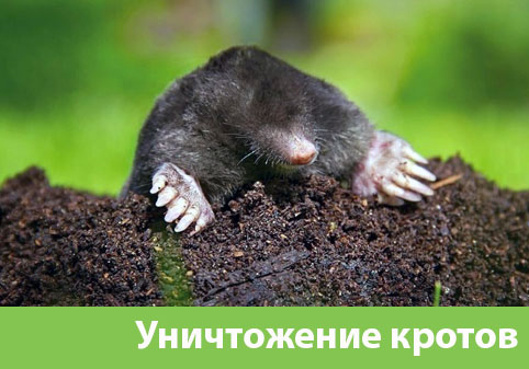 Уничтожение кротов в городе Чапаевск