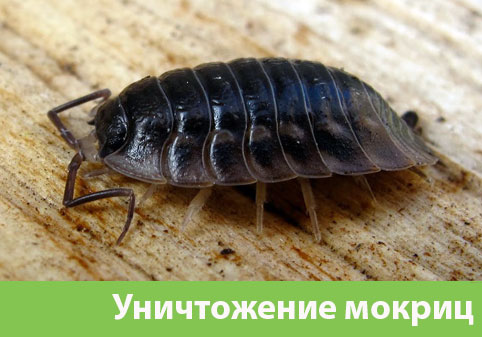 Мокрицы в квартире в городе Чапаевск