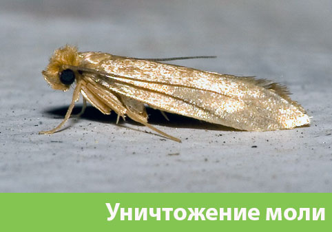 Уничтожение моли в городе Чапаевск 