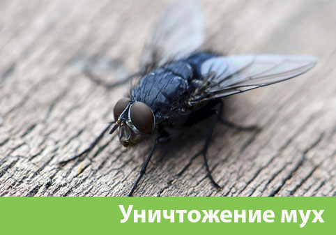 Уничтожение мух в городе Чапаевск