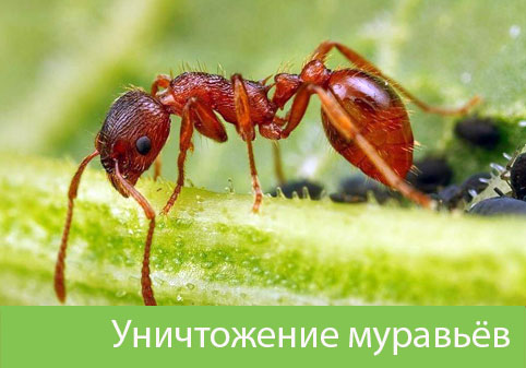 Уничтожение муравьёв в городе Чапаевск