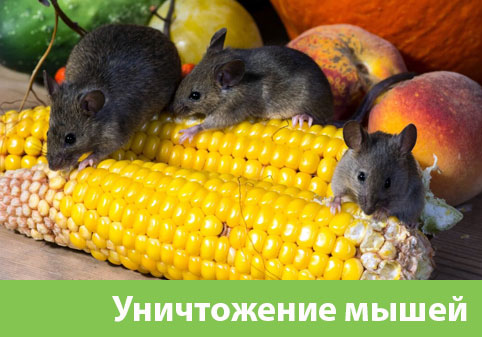 Уничтожение мышей в Чапаевске