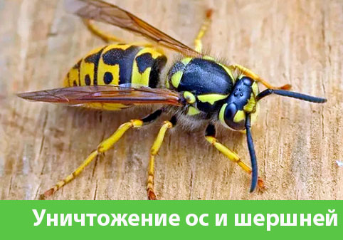 Уничтожение ос и шершней в городе Чапаевск