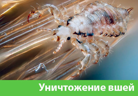 Уничтожение вшей в городе Чапаевск